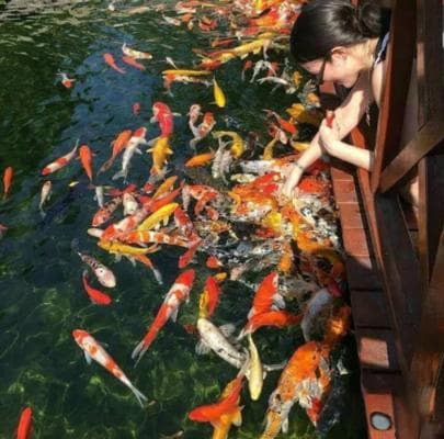 鱼缸里养水芙蓉的利弊（水芙蓉能不能跟鱼一起养）