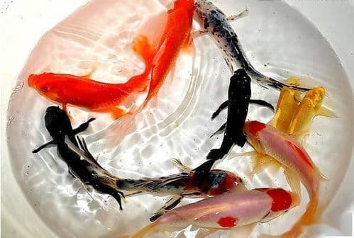 养鱼必备清单，鱼缸里这样放！