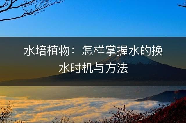 水培植物：怎样掌握水的换水时机与方法
