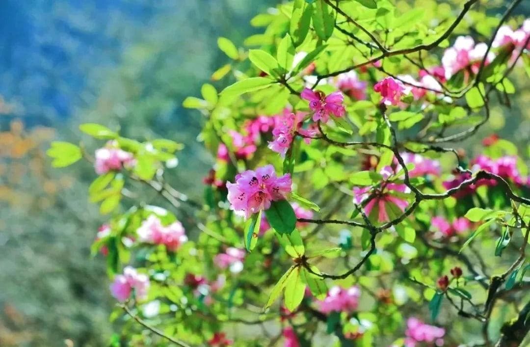 四川瓦屋山：一座四季皆景的“桌山”