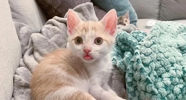 为什么猫咪的全身发热？（揭秘猫咪身体的热量调节机制）