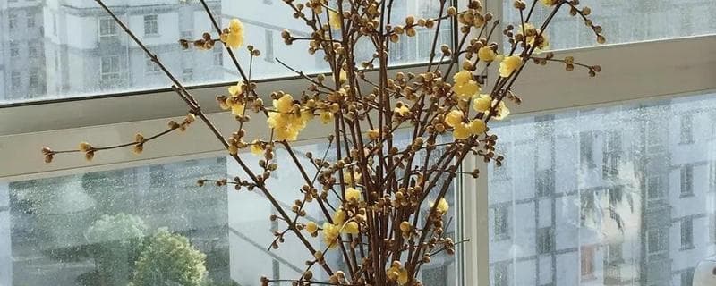 醒花和直接水养的区别，花朵的生长状态以及保鲜时间不同