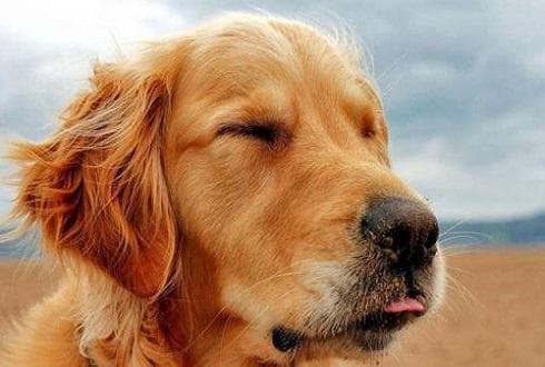 金毛犬的科学喂养指南：从幼犬到老年犬的全面养护