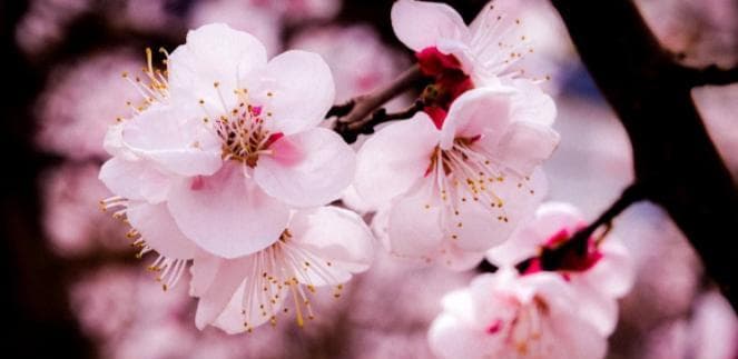 杏花——春天的明珠（赏花胜地与传统文化的象征）
