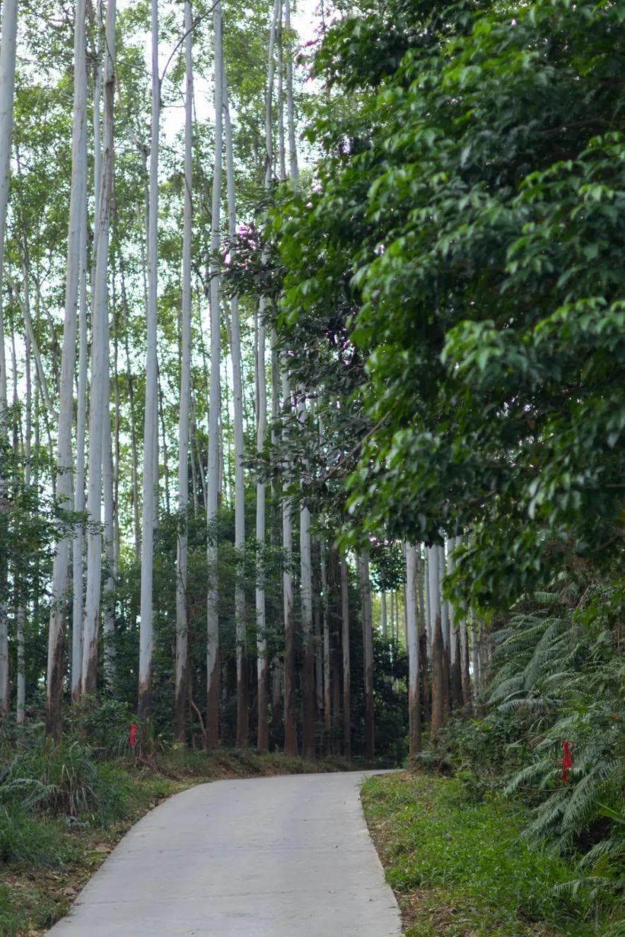 春节反向旅行！推荐黄埔值得N刷的宝藏徒步路线