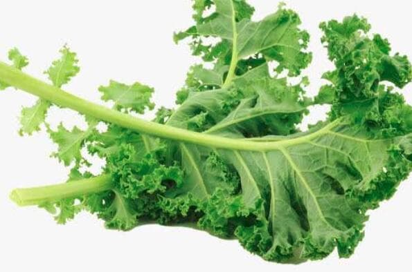 羽衣甘蓝：营养价值与观赏价值兼具的植物
