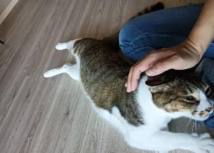 猫之NTR！饲主说怕人的猫咪，却粘着陌生看护人撒娇