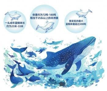 “海洋巨无霸”蓝鲸到底有多大？