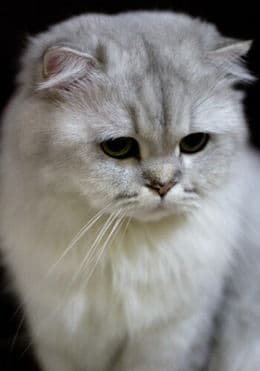 猫咪饮食健康，科学喂鱼时间