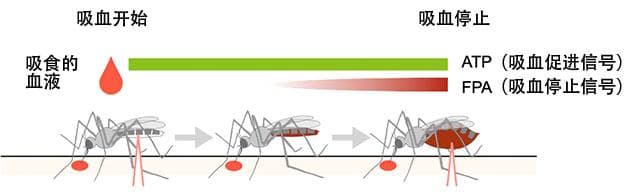 日本研究团队发现蚊子吸血机制新突破：FPA让蚊子只吃八分饱