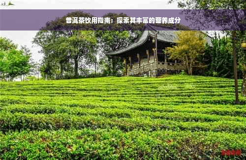 普洱茶饮用指南：探索其丰富的营养成分