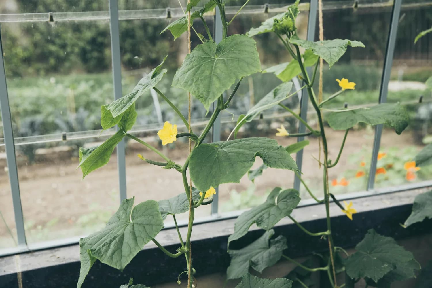 生物炭与生物基质：破解设施黄瓜连作障碍的新途径