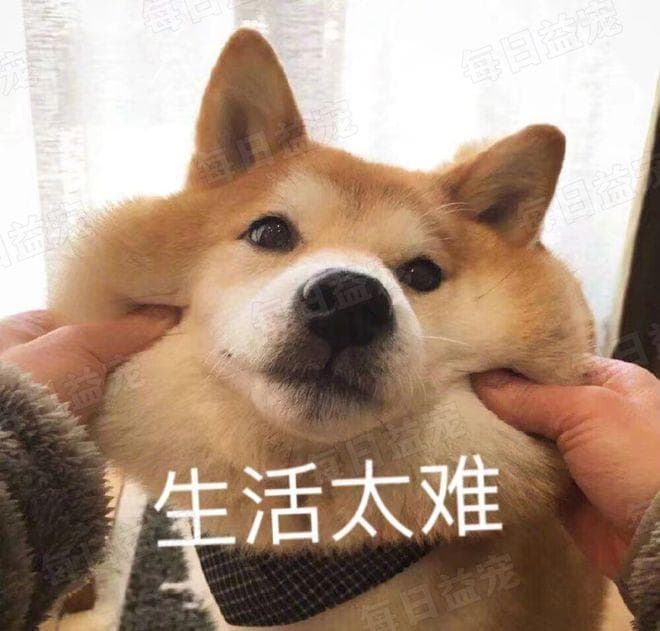 公认体味轻的10种狗狗，很长时间不洗澡，身上仍是香香的~