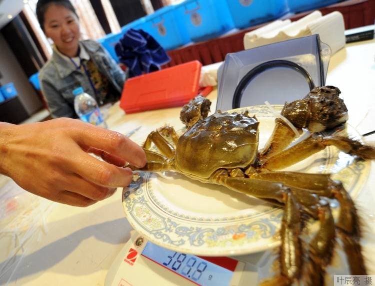 大闸蟹和柿子不能同吃？只说对了一半！