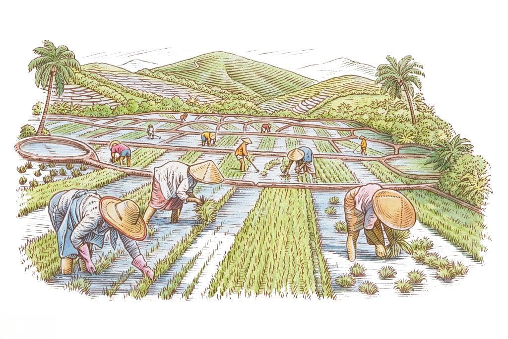 甜菜种植技术全攻略：从种植时间到病虫害防治