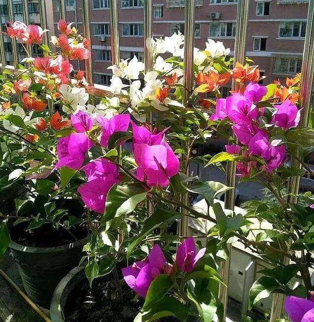 修剪三角梅，记住一个“时间”，花儿开成团，满枝都是花，好美