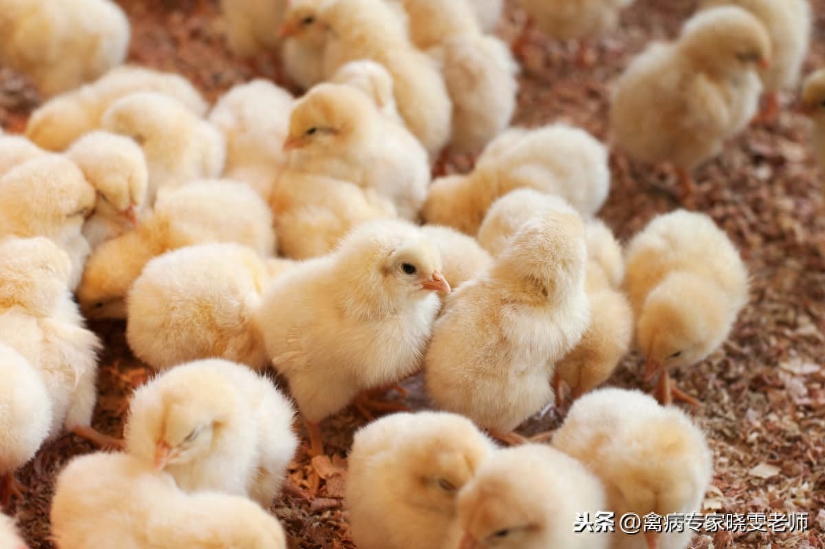 小鸡苗怎么养成活率高（小鸡养殖技术和饲养管理）