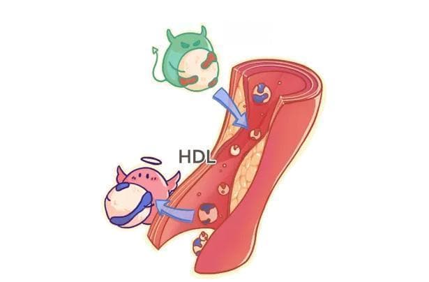 体检报告中的“血脂异常”，你了解多少？
