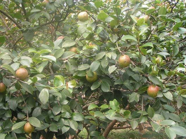 油茶树肥料选择指南：助力高产优质