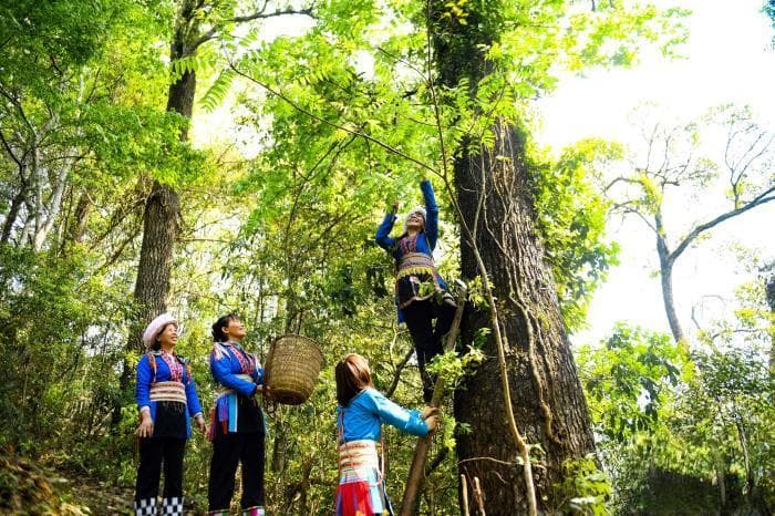 广西龙胜：巧制五色糯米饭 喜迎佳节“三月三”