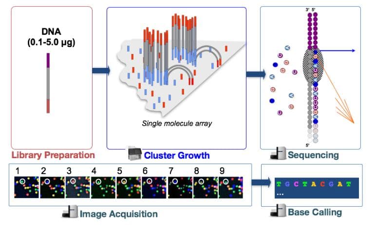 RNA-seq详细教程：从RNA提取到基因表达矩阵的完整分析流程