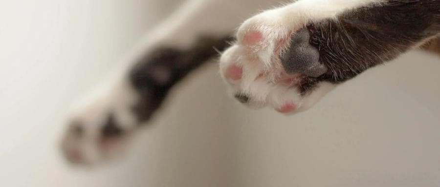 我花8000元，买到一只后院猫