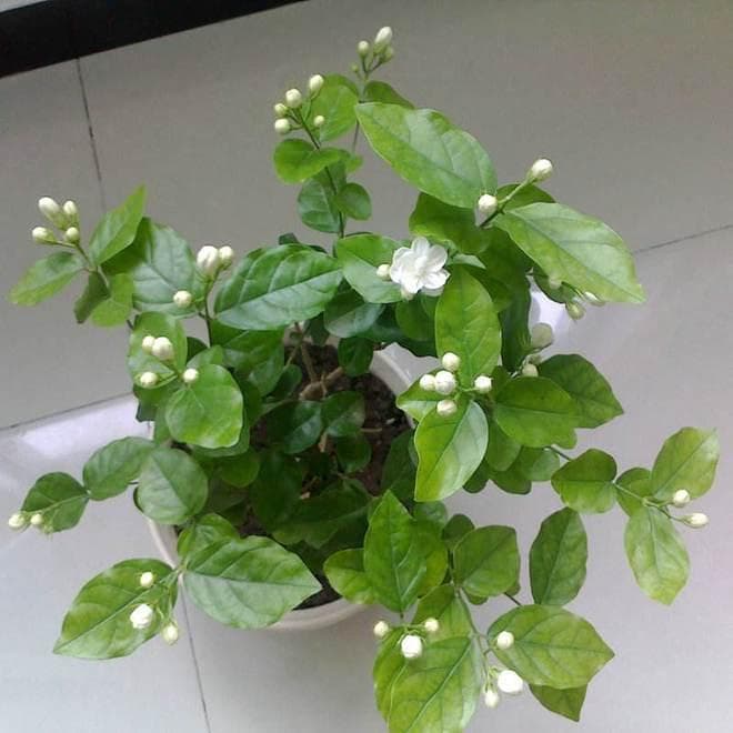茉莉花叶子发黄原因及解决办法