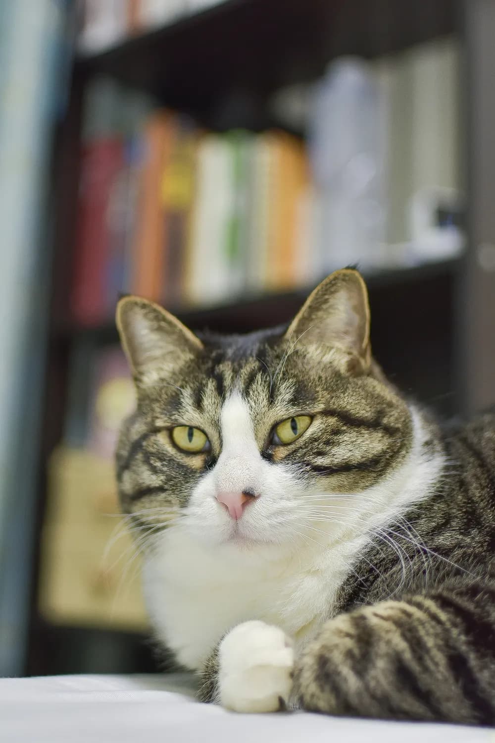 猫咪雷弟陪你成长，亲子关系更亲密