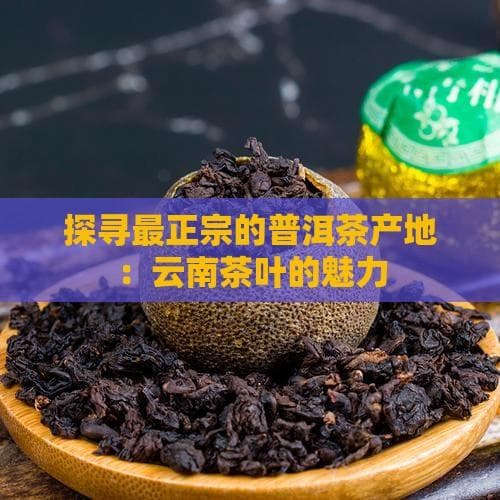 探寻最正宗的普洱茶产地：云南茶叶的魅力