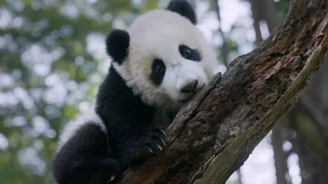 “妹猪”live成长日记：一位熊猫保育员的等待