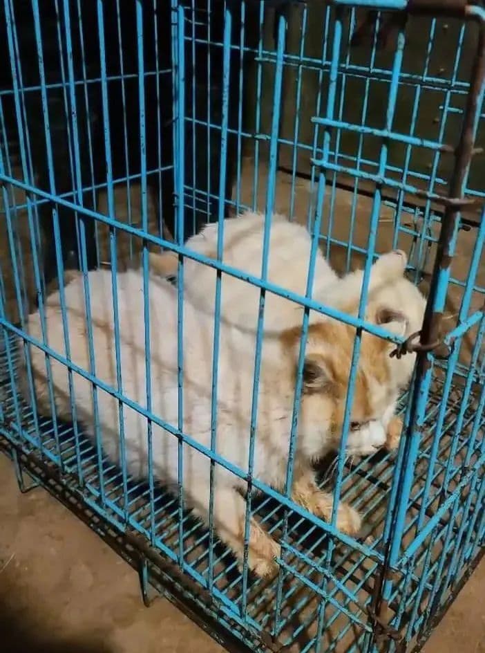 “千里救猫”之后，猫去哪儿了不知道，钱去哪儿了也不知道