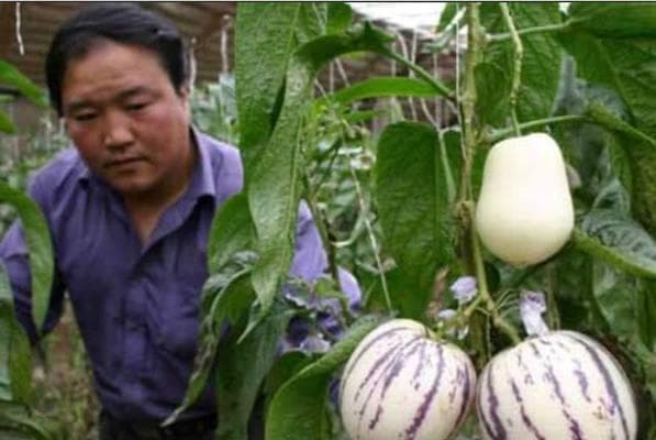 人参果种植全指南：从种苗选购到收获加工的全过程详解