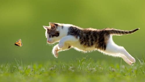 为爱猫寻美名，创意宠物名推荐！