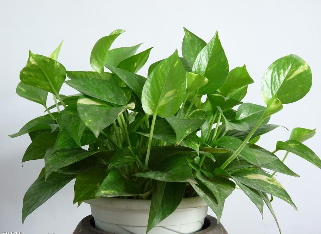 家庭园艺的秘密：7 种植物，让你的家变得更有生机