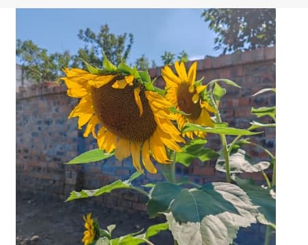 向日葵什么时候开花？一天之内