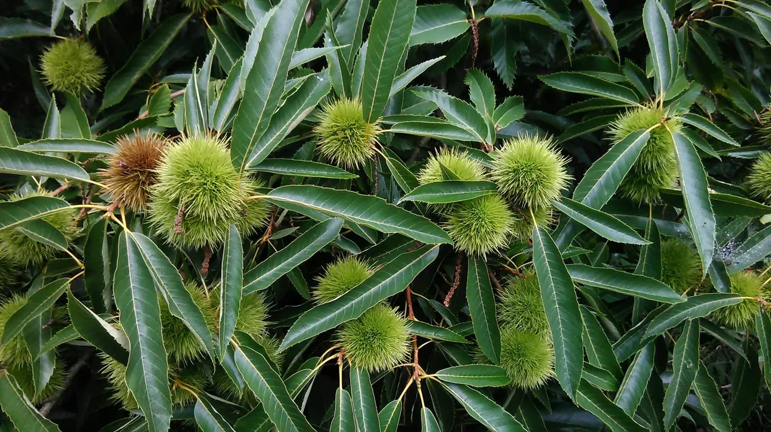板栗树生长的秘密：温暖潮湿是关键