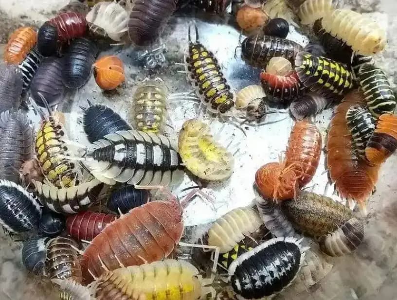 洁兵撒即必杀虫粉剂：高效消灭潮虫的实用方案
