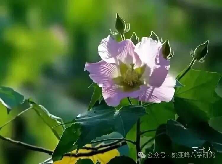 八字命理学：六亲宫位与十神忌讳详解