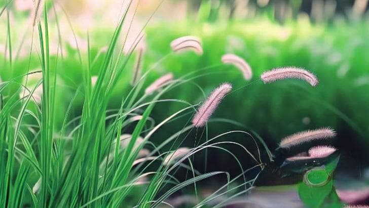 小米（谷子）的祖先是狗尾巴草？科学家已经证实了