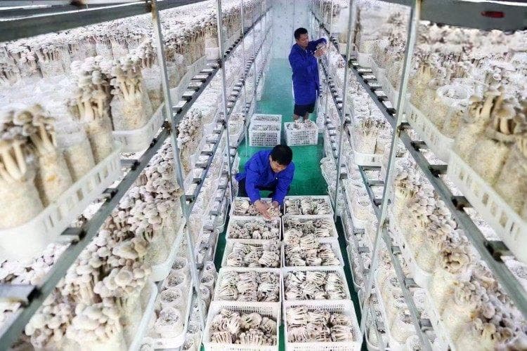 好物件｜黔江：废弃桑枝逆袭变“金枝” 串起绿色循环产业链