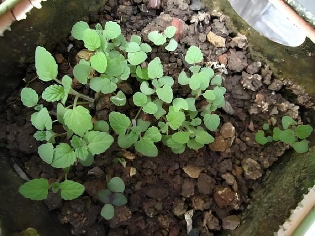 薄荷什么时候播种好，多久才能长成幼苗，种在室内需要注意什么？