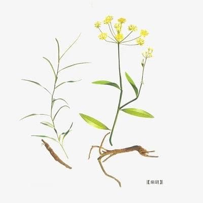柴胡：解热镇痛的中药材