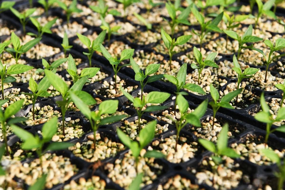 蔬菜育苗基质配方大全（培育菜苗用什么土？）