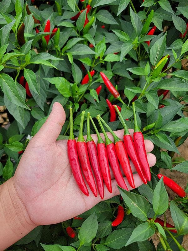 辣椒种植秘诀：从环境到病虫害防治的全方位指南