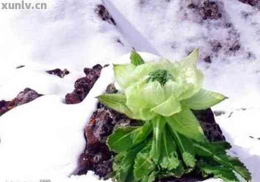 天山雪莲值钱吗？很珍贵吗？