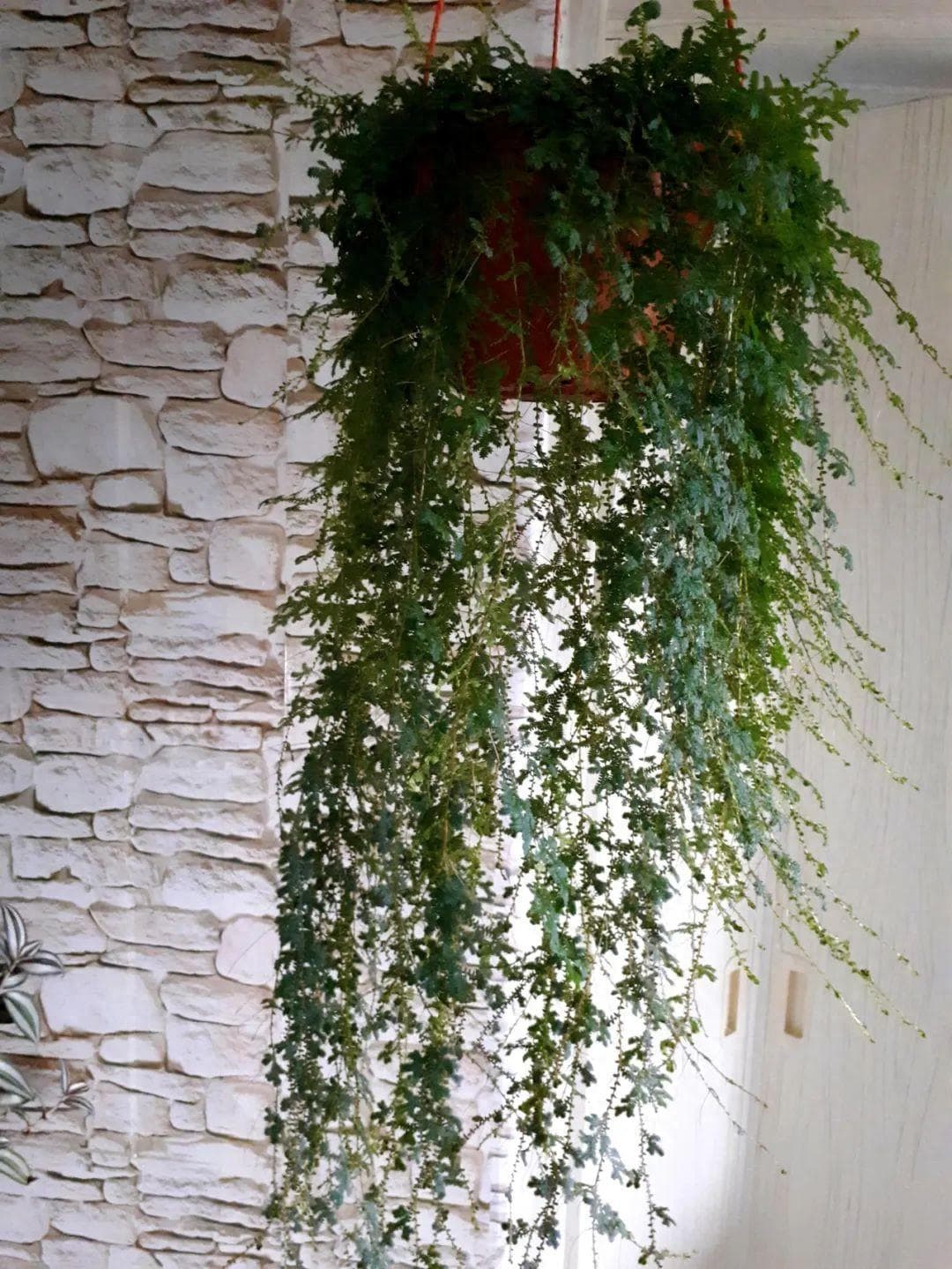7种小众室内垂盆植物：便宜、好看又好养