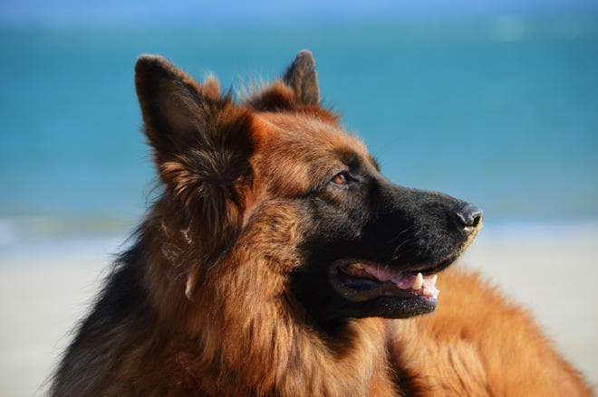德国牧羊犬：智商世界第三，全能工作犬的养成指南