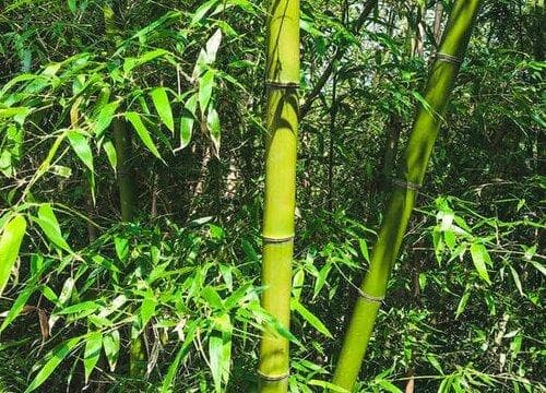竹子属于花还是草？属于草本植物吗？