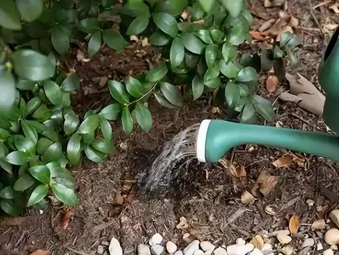 茶花施肥全攻略：让你的茶花健康茁壮成长