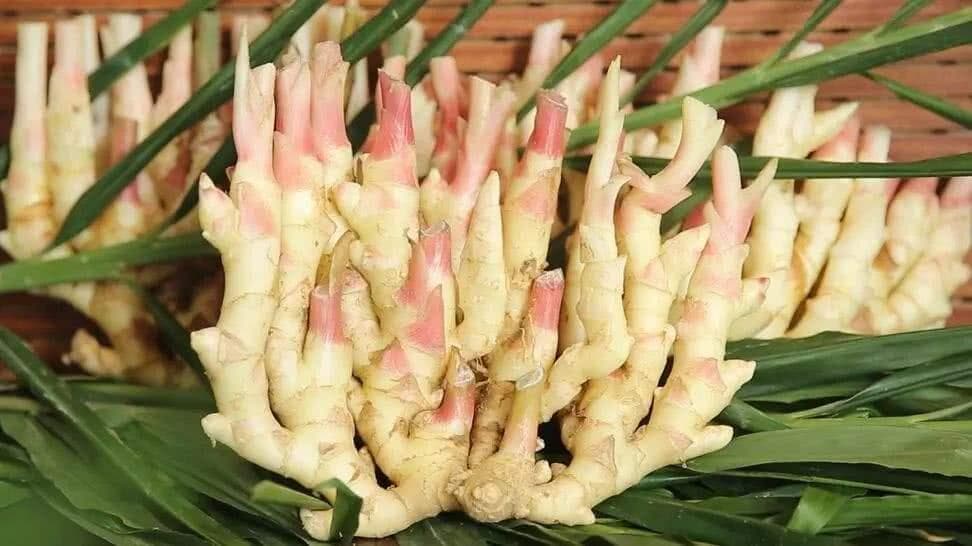 铜陵白姜：冰玉之美 春秋风味